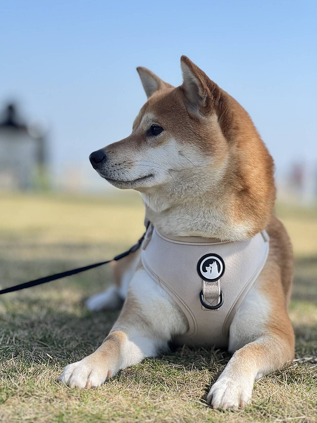 Harnais pour chien OKEYPETS chaud, doux, réglable et anti-traction en velours 20