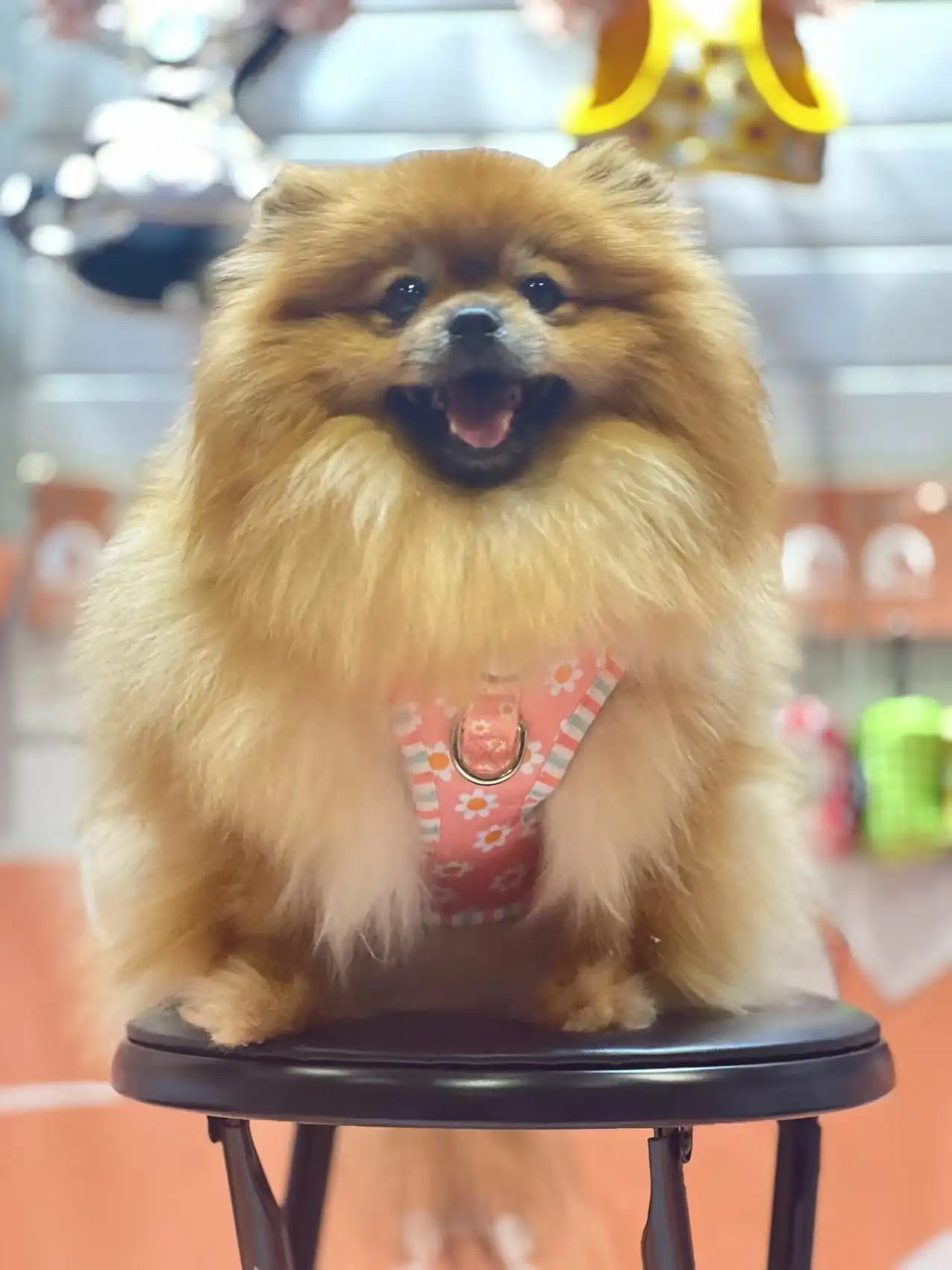 Conas Do Mhadra a Ghléasadh Suas don Nollaig | OKEYPETS, image size:1276x1702