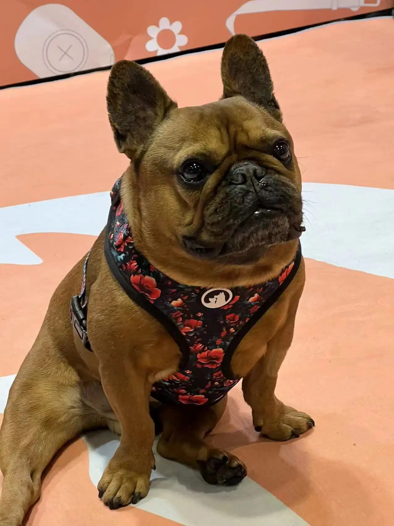 Collier Tactique Pour Chien, Collier Militaire Réglable En Nylon Avec Poignee De Controle Laisse Retractable Tactique Avec Boucle En Metal Pour Chiens De Taille Moyenne Taille Xl 88428105