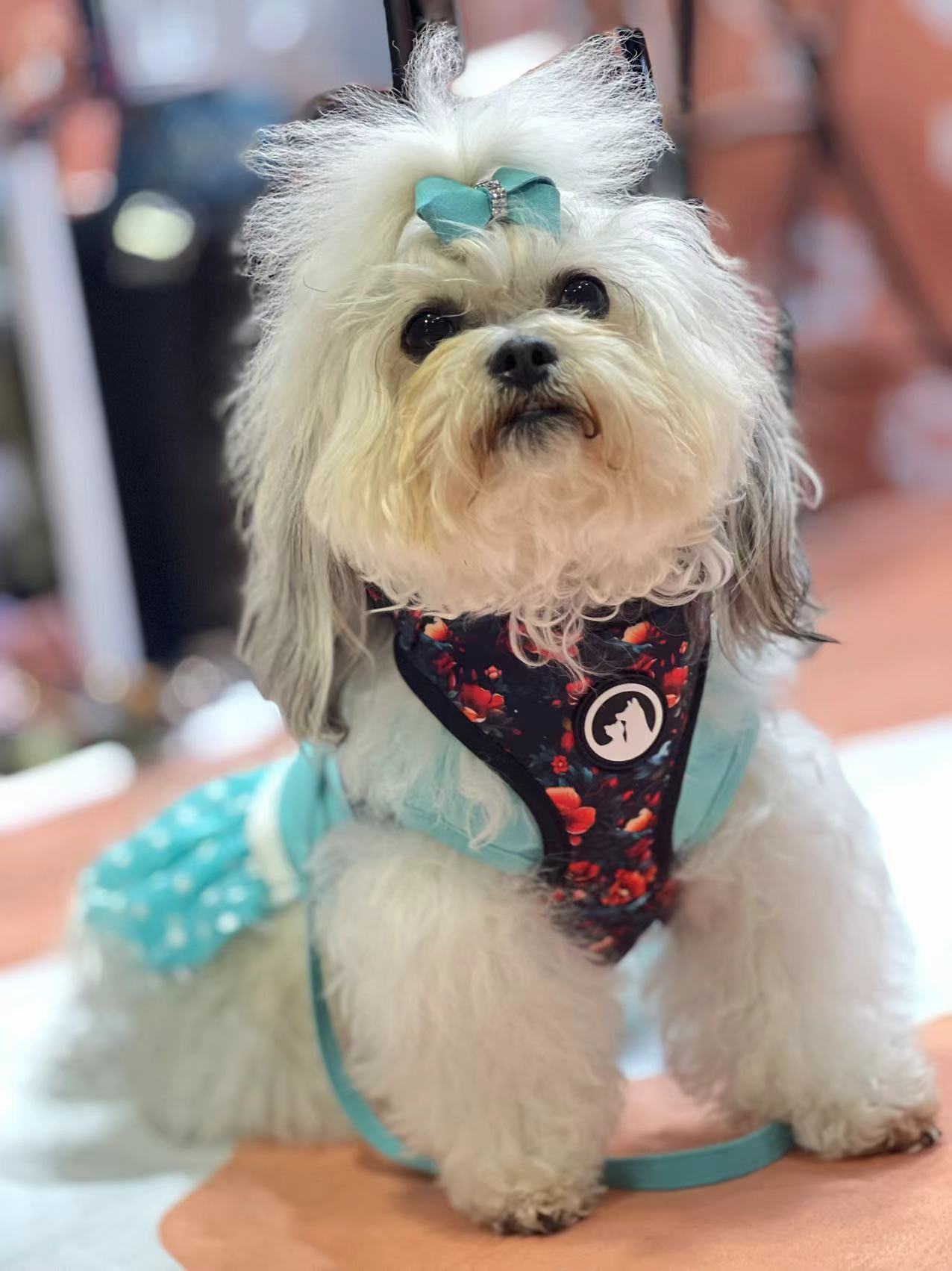 OKEYPETS Harnais chauds en velours pour chiots - Fabricant de harnais en velours pour animaux de compagnie 35