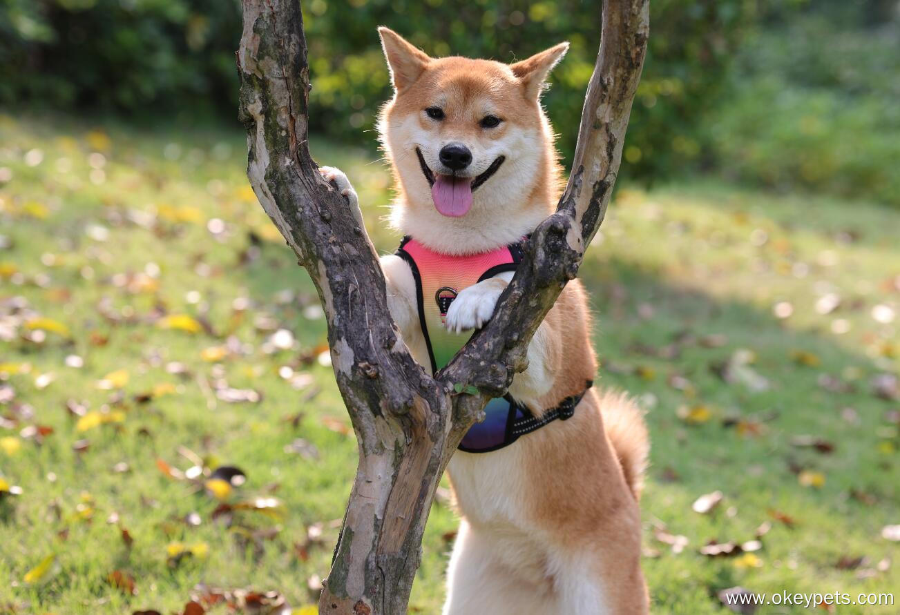 Harnais lumineux personnalisé OKEYPETS pour chien, harnais anti-traction à LED 17