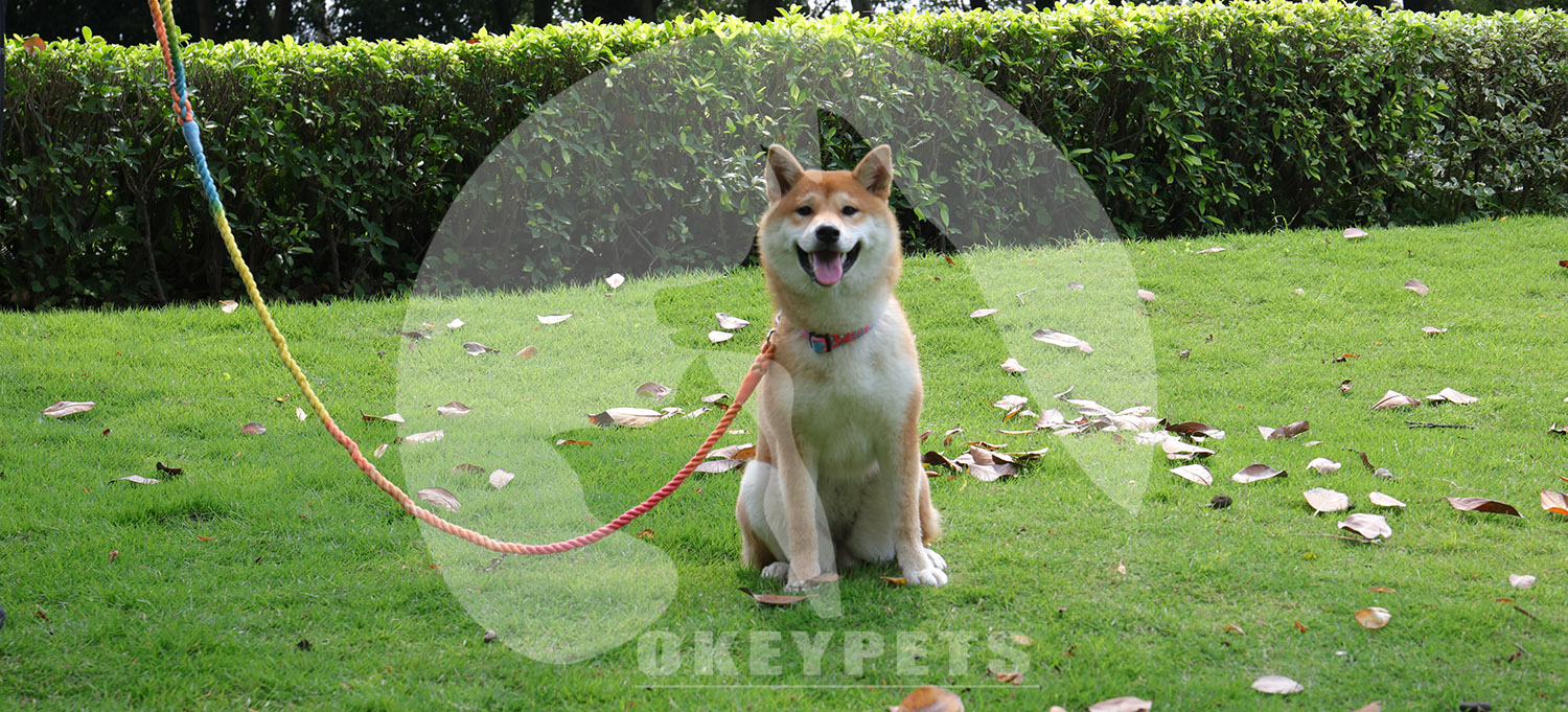 OKEYPETS Vente en gros Laisse pour chien en coton coloré, tressée à la main, corde résistante, laisses pour animaux de compagnie 8