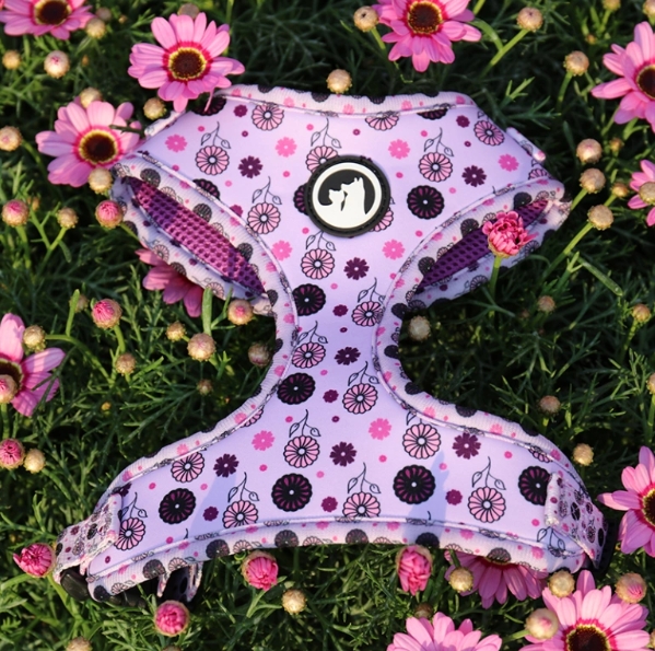  harnais rembourré pour chien