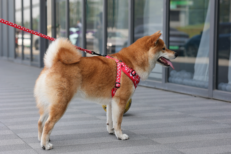 OKEYPETS Nouveau harnais pour chien design facile à enfiler, logo personnalisé, vente en gros, petit ensemble de harnais de luxe mignon facile à enfiler 14