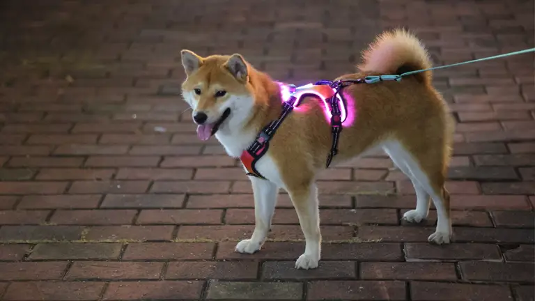 OKEYPETS, vente en gros de harnais pour chien rechargeable USB, sécurité pour animaux de compagnie, anti-traction, harnais LED pour chiens de taille moyenne. 1