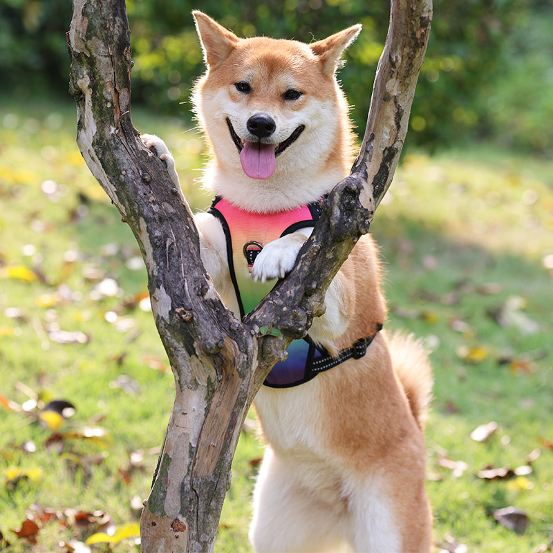 OKEYPETS, vente en gros de harnais pour chien rechargeable USB, sécurité pour animaux de compagnie, anti-traction, harnais LED pour chiens de taille moyenne. 21