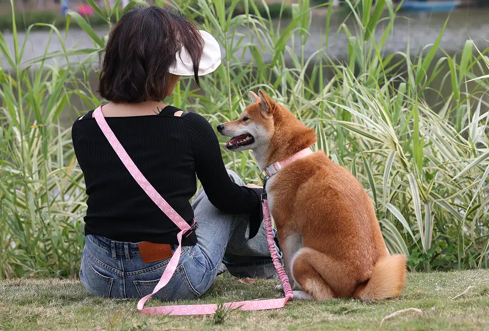 dog leash for pulling at Wholesale Prices | OKEYPETS 5