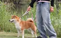 dog leash for pulling at Wholesale Prices | OKEYPETS 2