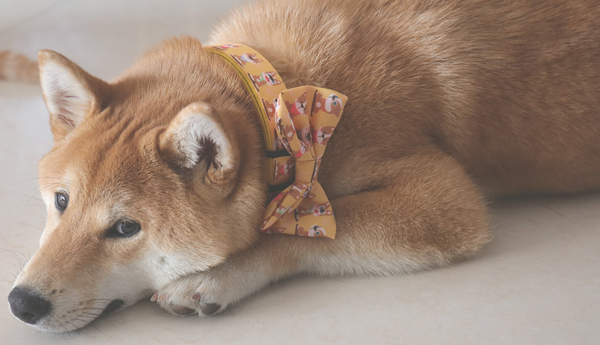 OKEYPETS Odnímatelný motýlek Doplňek Růžový krásný kreslený potisk Rozkošný psí obojek s motýlkem a vodítkem 29