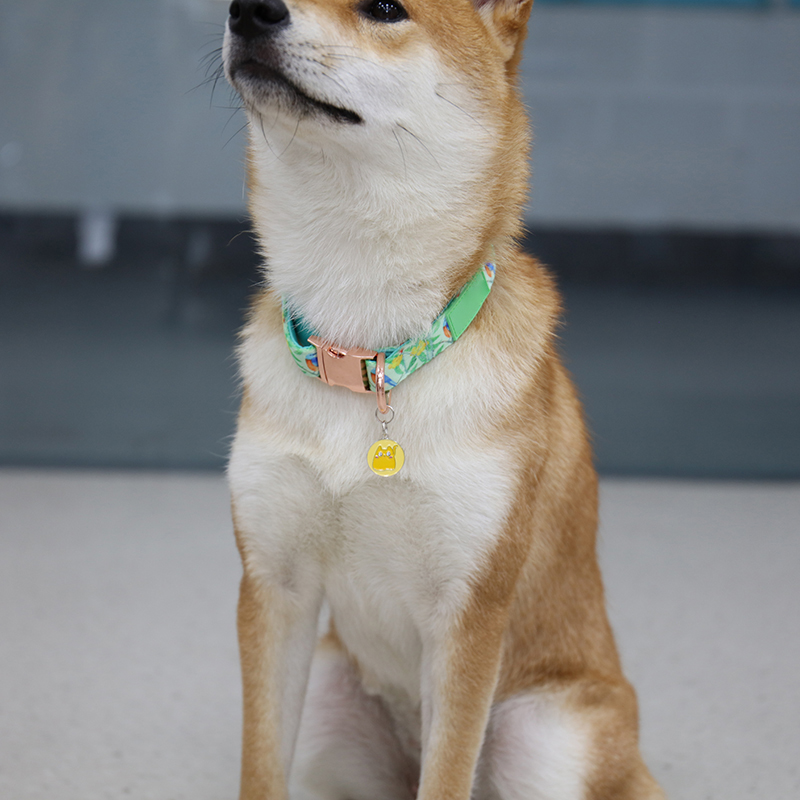 Médaille d'identification pour animal de compagnie avec gravure de logo personnalisée, en acier inoxydable. 17