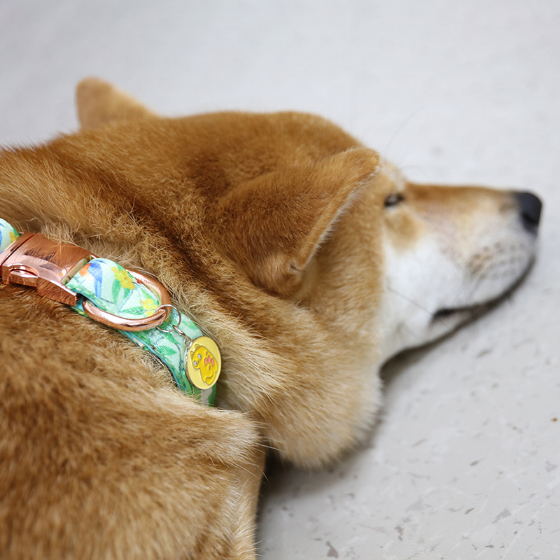 Médaille d'identification pour animal de compagnie avec gravure de logo personnalisée, en acier inoxydable. 12