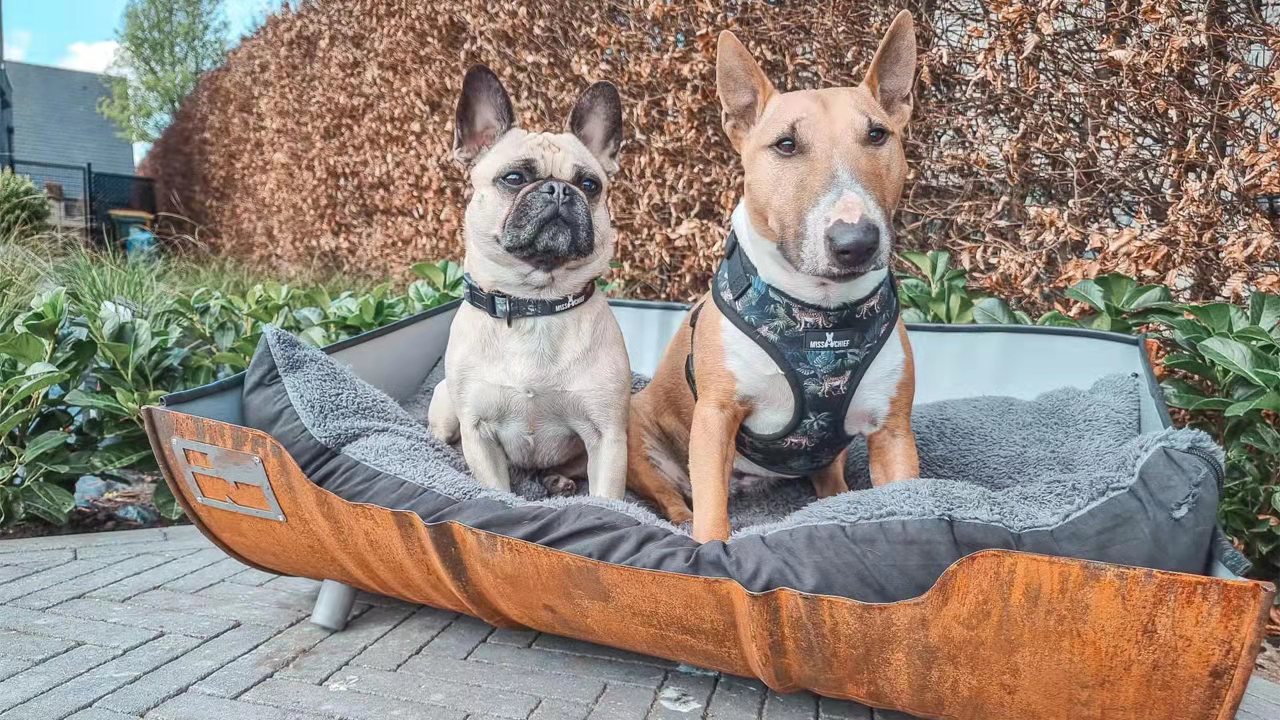 Excellents retours clients sur les ensembles de harnais pour chiens OKEYPETS 1