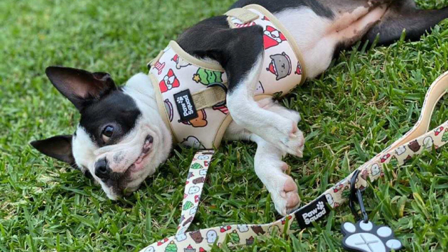 OKEYPETS Qualitas Utrinque Impressa Reversibilis Canum Loricarum Set Fabricator 10