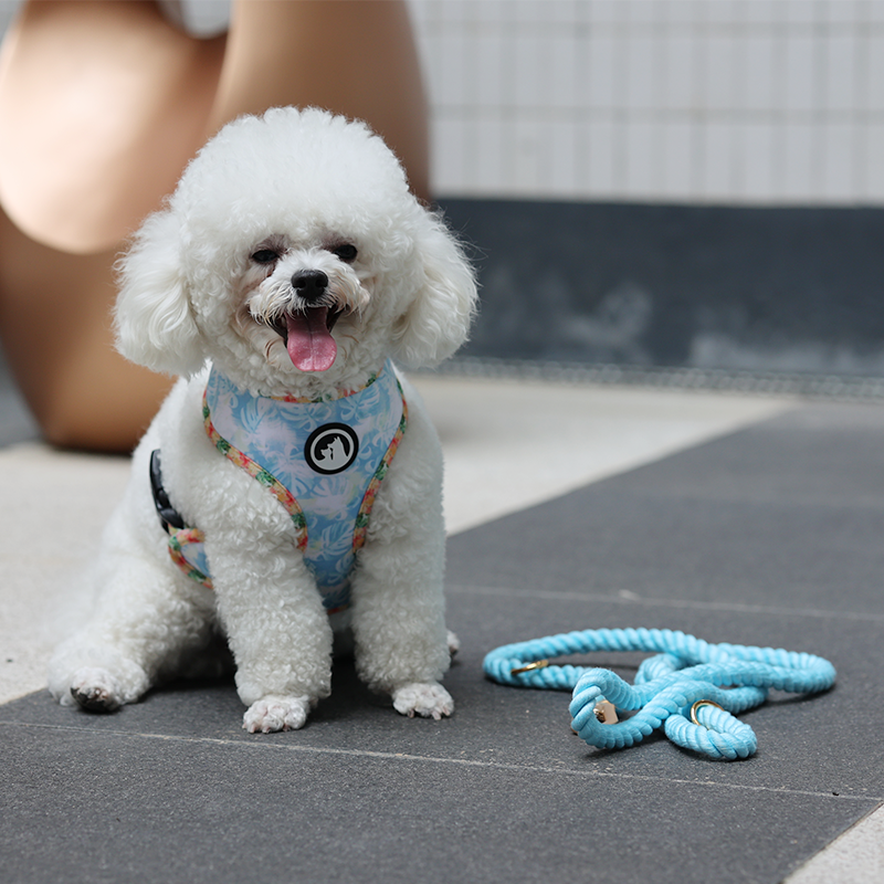 Fabricant de laisses pour chiens en coton. Laisse en corde pour chien disponible en 9 couleurs. 21