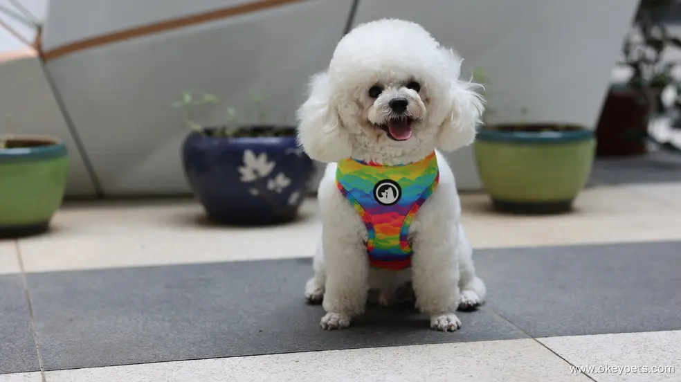 Reversible Dog Harness: Double-sided designs for double the fun! 5