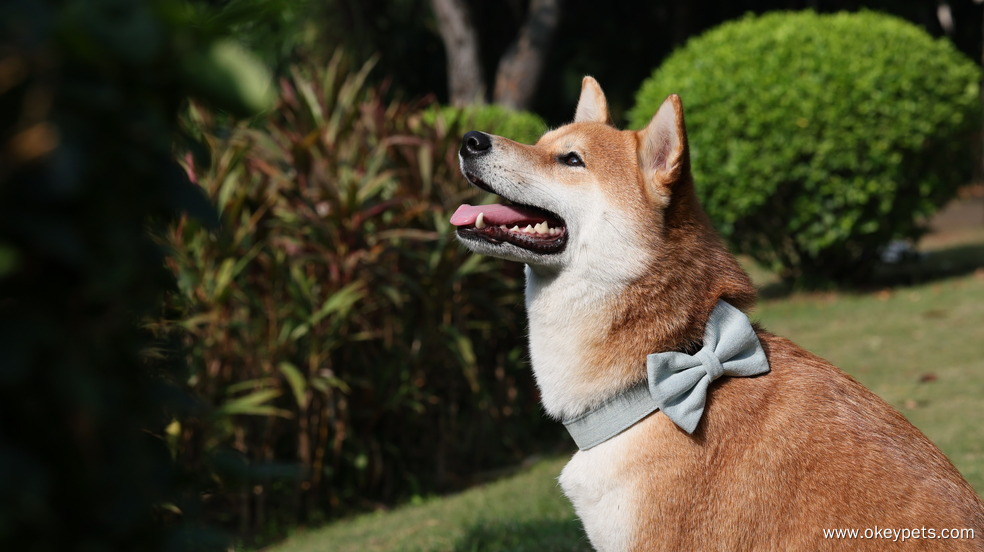 OKEYPETS Nœud papillon personnalisé en velours côtelé style marin, nœud papillon en denim sherpa 15