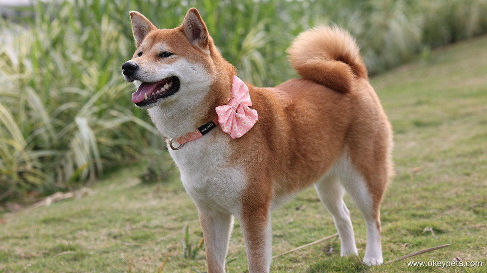 OKEYPETS Nœud papillon personnalisé en velours côtelé style marin, nœud papillon en denim sherpa 19