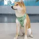 Custom dog running harness for sale Manufacturer | OKEYPETS 3