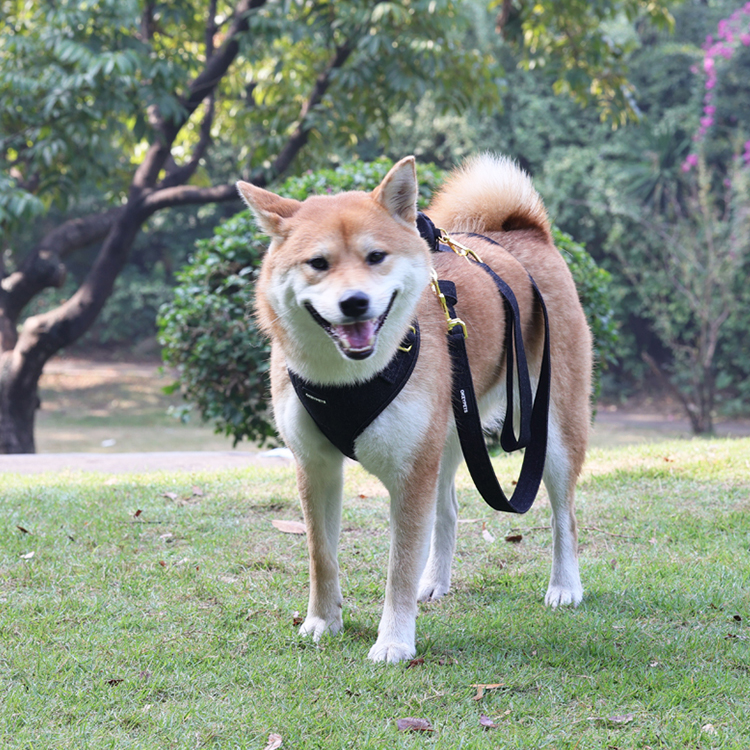 Ensemble harnais et laisse pour chien en gros, harnais en velours ajustable avec nœud papillon. 21