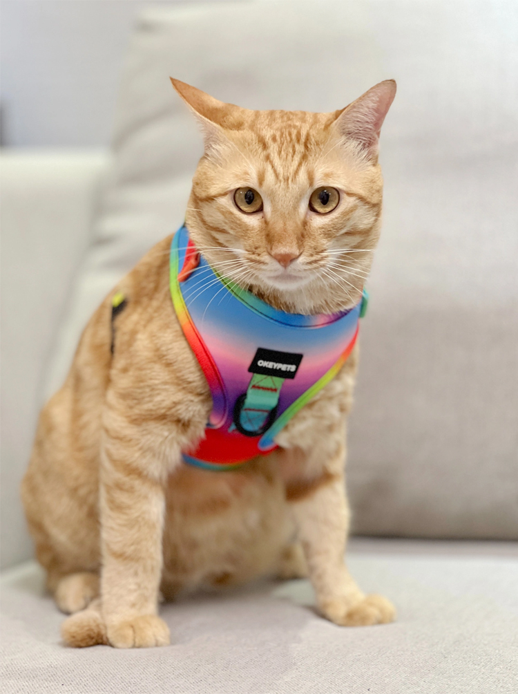 OKEYPETS Ensemble harnais et laisse arc-en-ciel pour chien, design imprimé, sécurité, réglable, respirant, en maille aérée. 24