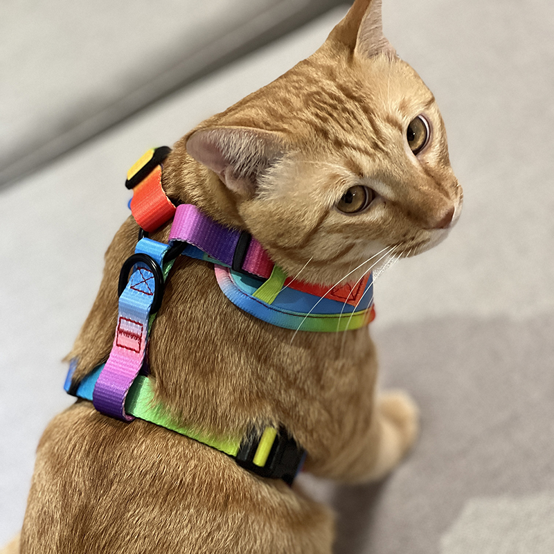 Harnais pour chien en néoprène arc-en-ciel, harnais double couche anti-traction 10