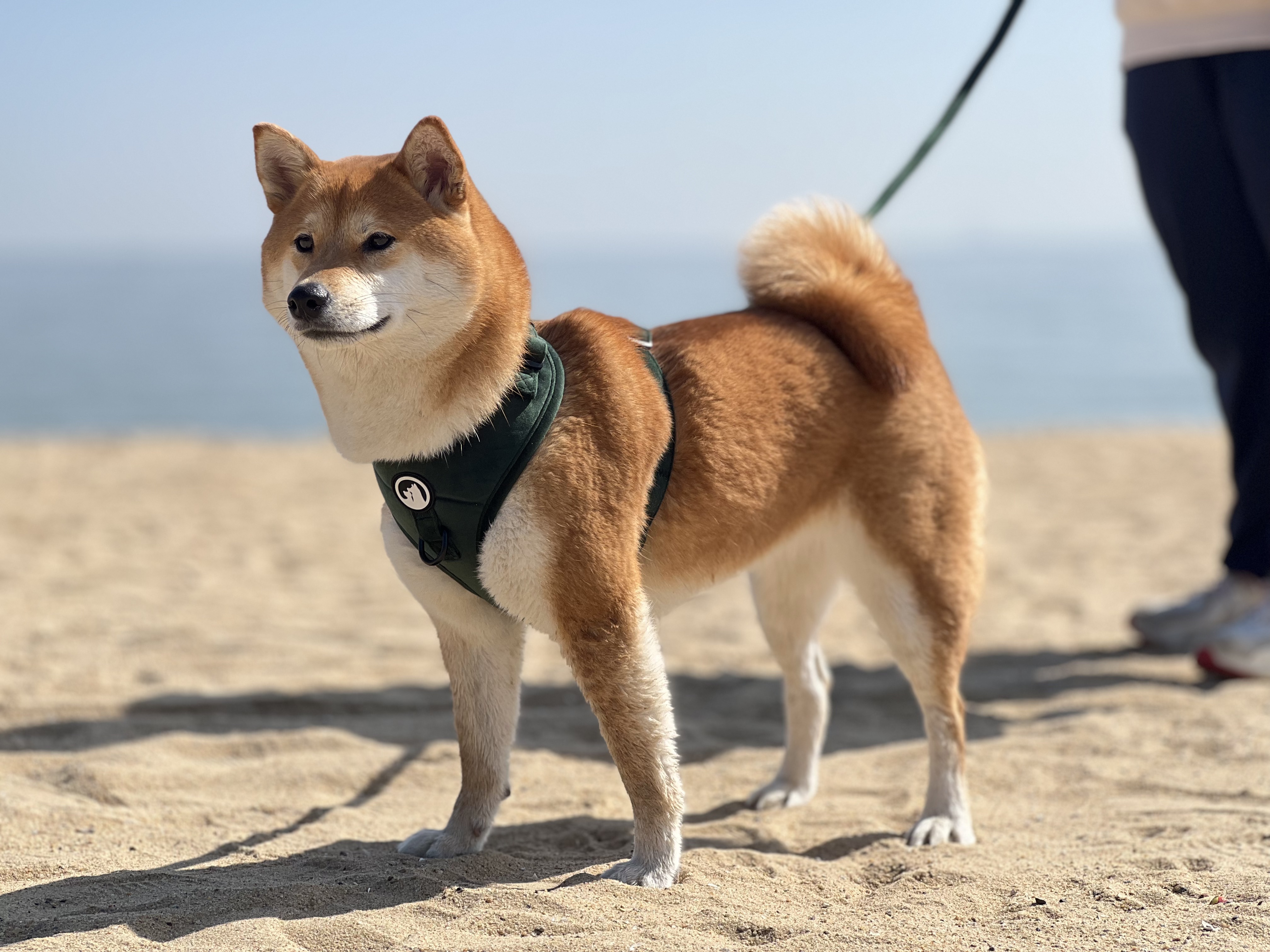 Ensemble harnais et laisse pour chien en velours côtelé doux et tweed, avec collier et accessoires pour animaux de compagnie. 8