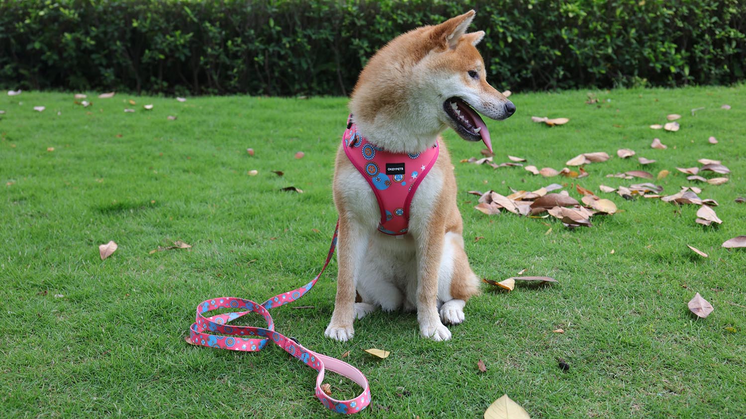 OKEYPETS Ensemble de 6 en 1 personnalisé par sublimation en polyester de luxe avec adorables chiots : collier, laisse, harnais et laisse pour chien 7