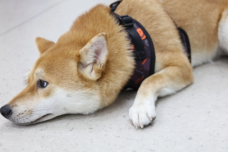 OKEYPETS Commandes en petite quantité disponibles en usine Gilet pour animaux de compagnie rembourré en néoprène doux, ajustable et personnalisé Harnais pour chien d'Halloween 13