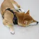 Premium Air-Mesh Dog Harness with Metal Clips by OKEYPETS 7