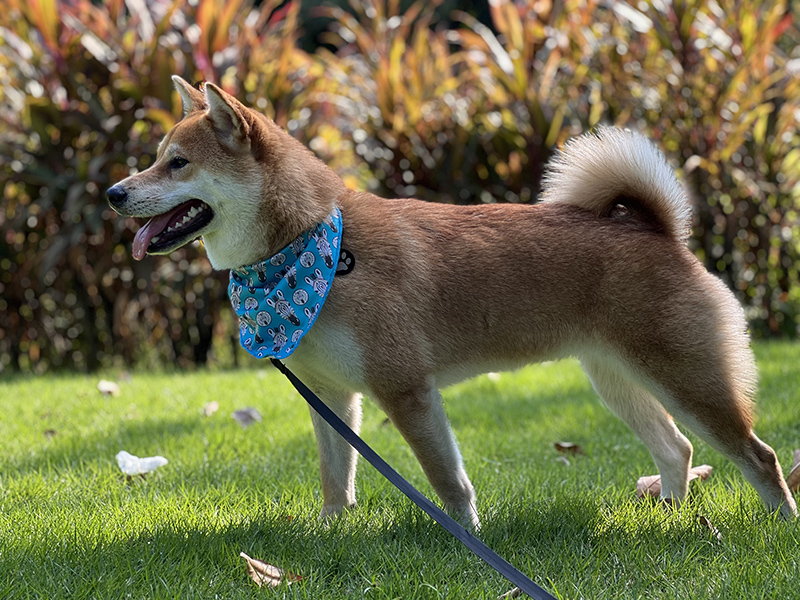OKEYPETS Bandana pour chien à joli motif, en polyester respirant et luxueux, style triangle. 6