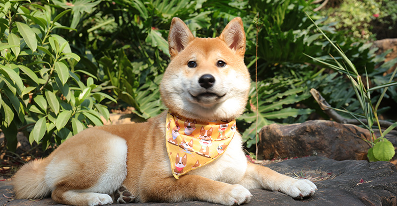 OKEYPETS Écharpe triangulaire ajustable et respirante en polyester pour animaux de compagnie avec de jolis motifs - Bandana pour animaux de compagnie 12