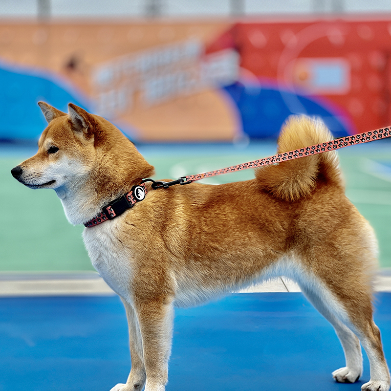 OKEYPETS - Colliers pour chiens personnalisés, boucle à ouverture rapide, réglables et écologiques 8