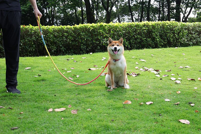 Guinzaglio per animali domestici multicolore, resistente, in cotone intrecciato, resistente e durevole, per cani, disponibile in magazzino. 8