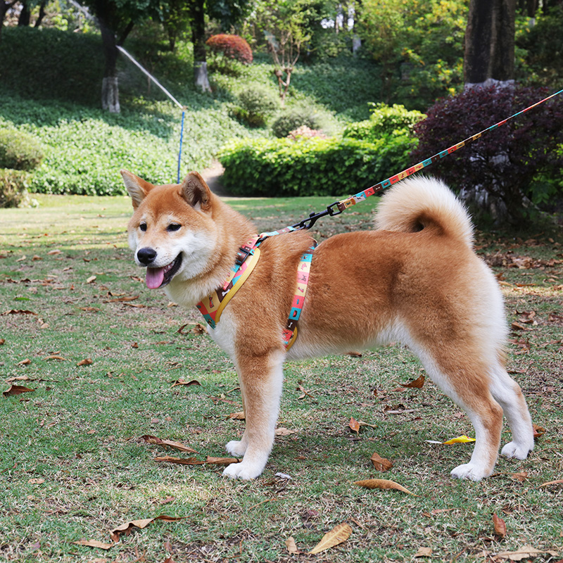 Fournisseur de harnais pour chiots : Harnais de course rouge à sangle réglable pour chiens 8
