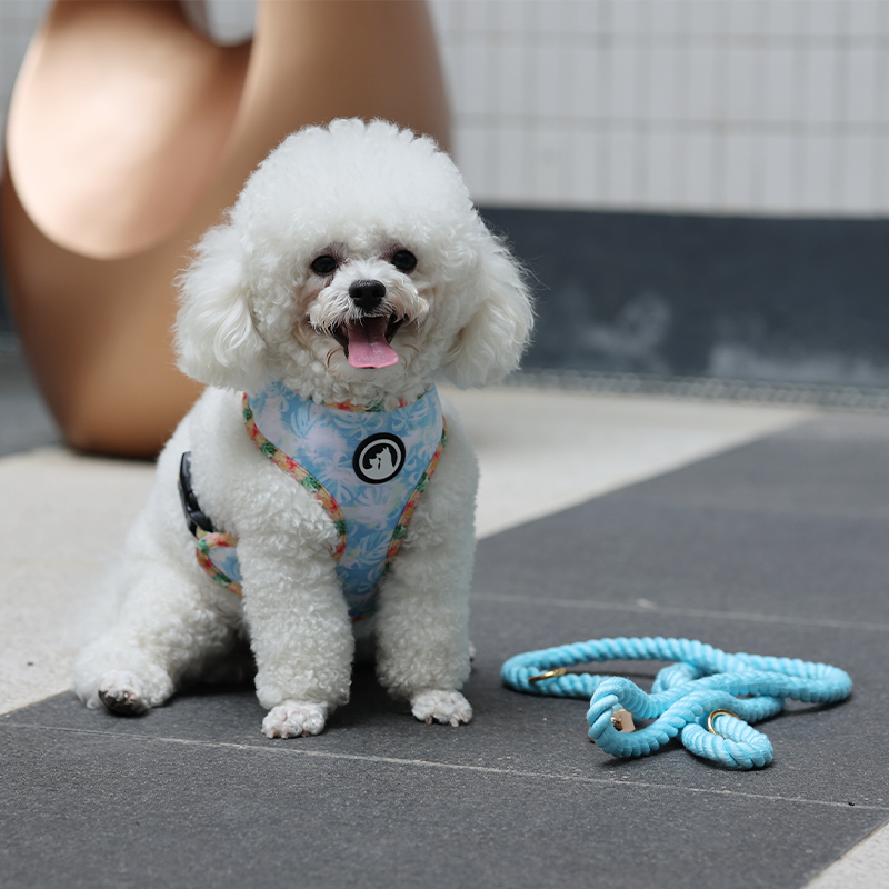 OKEYPETS Laisse pour chien en corde de coton faite main, rose ombré multicolore, idéale pour un mariage avec une fille. 33