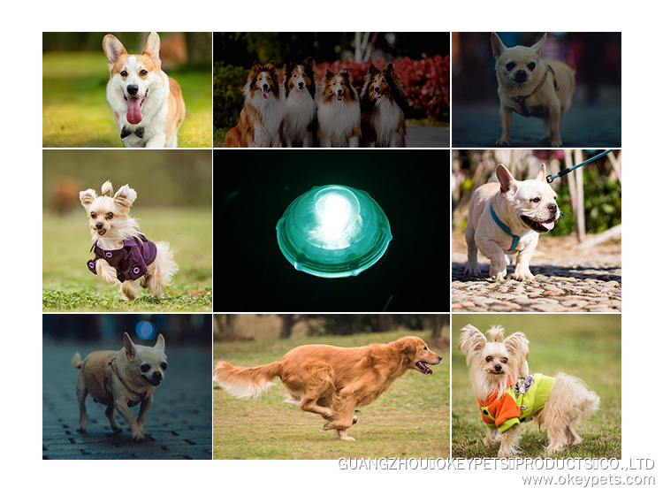 Collier lumineux LED à clip pour chien, disponible en 7 couleurs, idéal pour les promenades nocturnes. 18