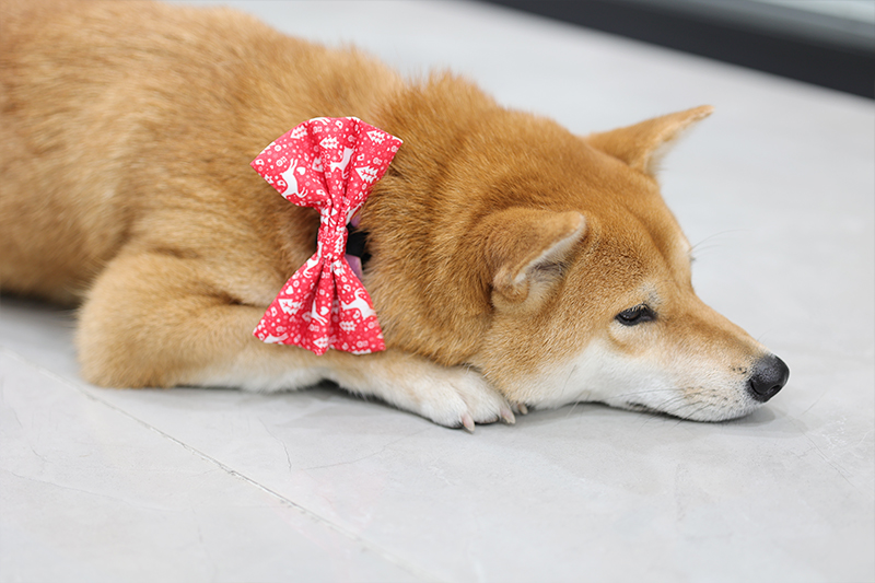 OKEYPETS Vente en gros Nœuds papillon pour chiens colorés et personnalisés, de créateurs variés, sublimés et uniques, à motifs floraux 13