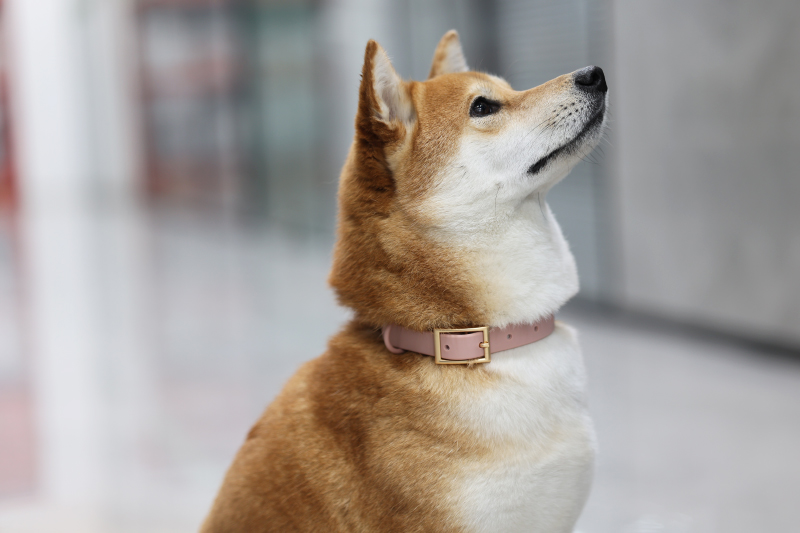 Ensemble collier et laisse en PVC pour chien, collier et laisse personnalisés en silicone tendance pour chiens de grande, moyenne et petite taille 32