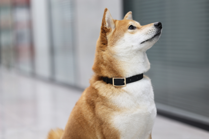 Ensemble collier et laisse en PVC pour chien, collier et laisse personnalisés en silicone tendance pour chiens de grande, moyenne et petite taille 30