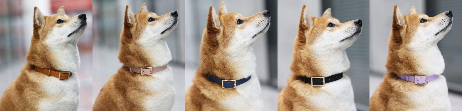 Ensemble collier et laisse pour chien en PVC souple, imperméable et durable, avec logo personnalisé, neuf d'usine. Collier et laisse en caoutchouc. 9