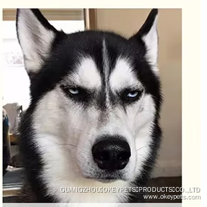 Gamelle de voyage pour chien, portable et pliable, en silicone, pour l'entraînement et l'alimentation lente. Offre spéciale sur les gamelles d'eau et de nourriture pour chien. 12