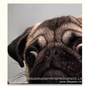 Gamelle de voyage pour chien, portable et pliable, en silicone, pour l'entraînement et l'alimentation lente. Offre spéciale sur les gamelles d'eau et de nourriture pour chien. 10