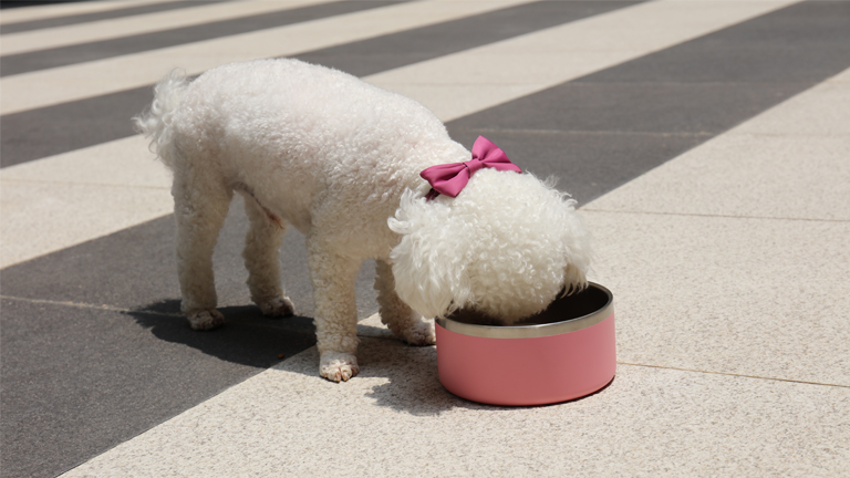 Gamelle pour chien de haute qualité, multicolore, en acier inoxydable, disponible en gros. 16