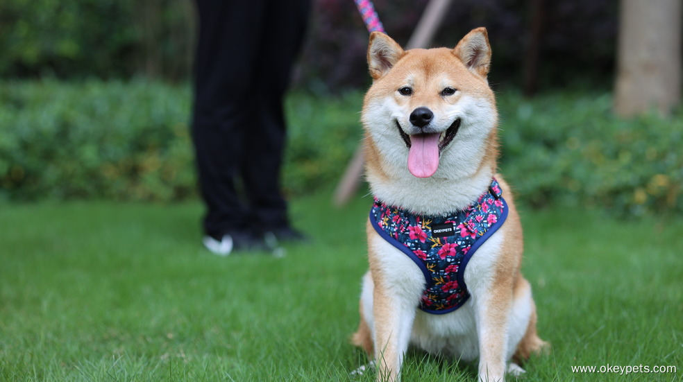 A kutyahám tisztítása és karbantartása: Teljes körű útmutató 2