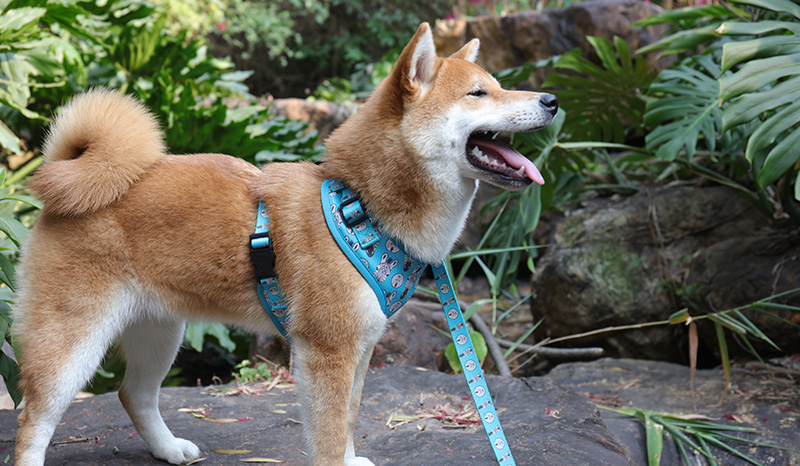 Harnais pour chien Step In, motif imprimé bleu, réglable et réversible. 8