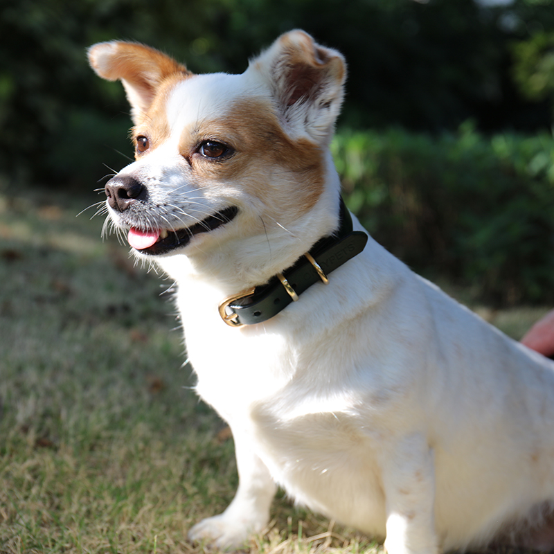 OKEYPETS - Collier de luxe en cuir épais, souple et résistant à l'usure pour chien, avec système de sécurité intégré. 12