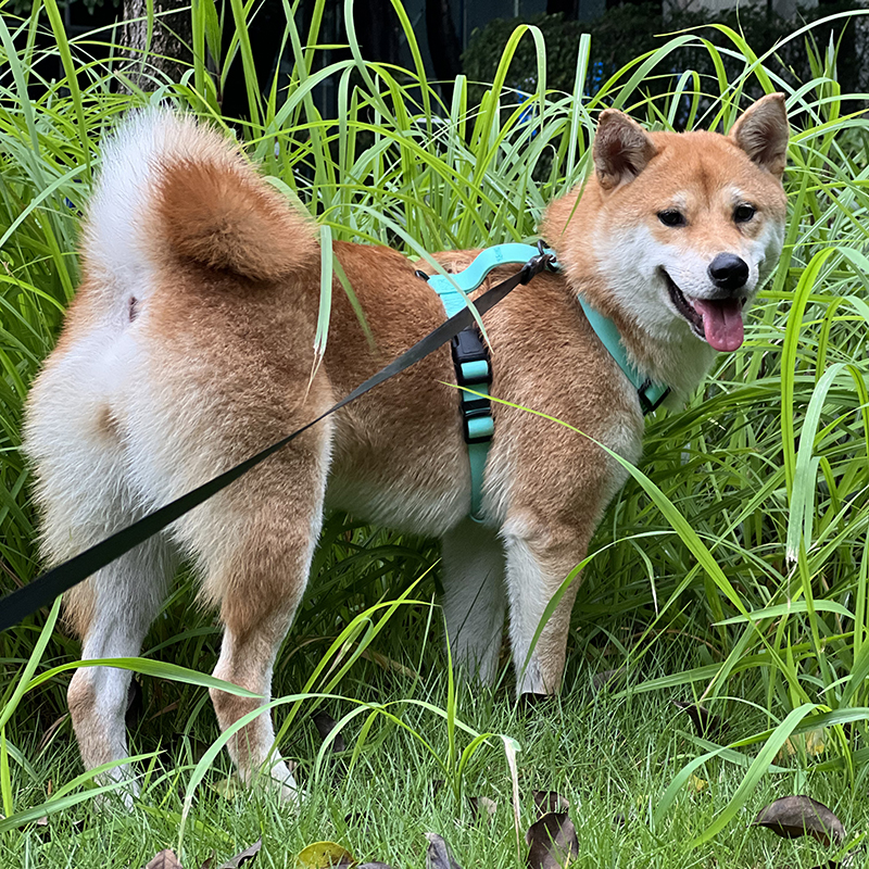 Harnais pour chien en PVC de qualité, idéal pour la randonnée et adapté aux grands chiens. 8