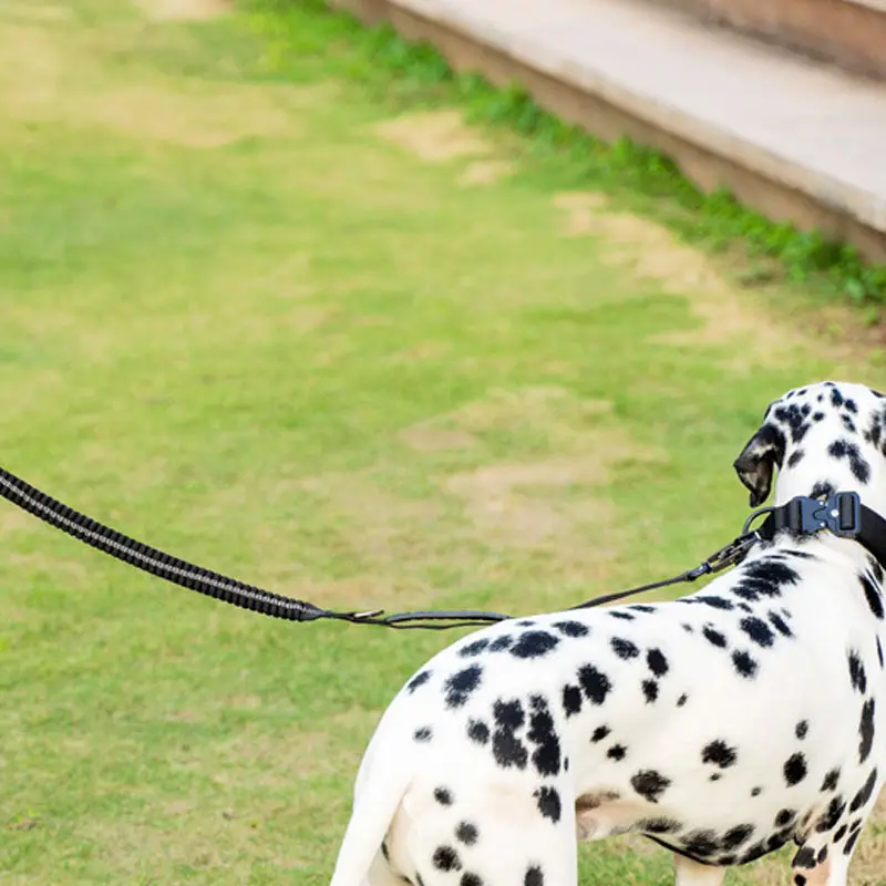 Holdbar reflekterende elastisk hundesnor - ideel til træning 3
