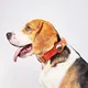 GPS-hundhalsband för säkerhet och stil 2