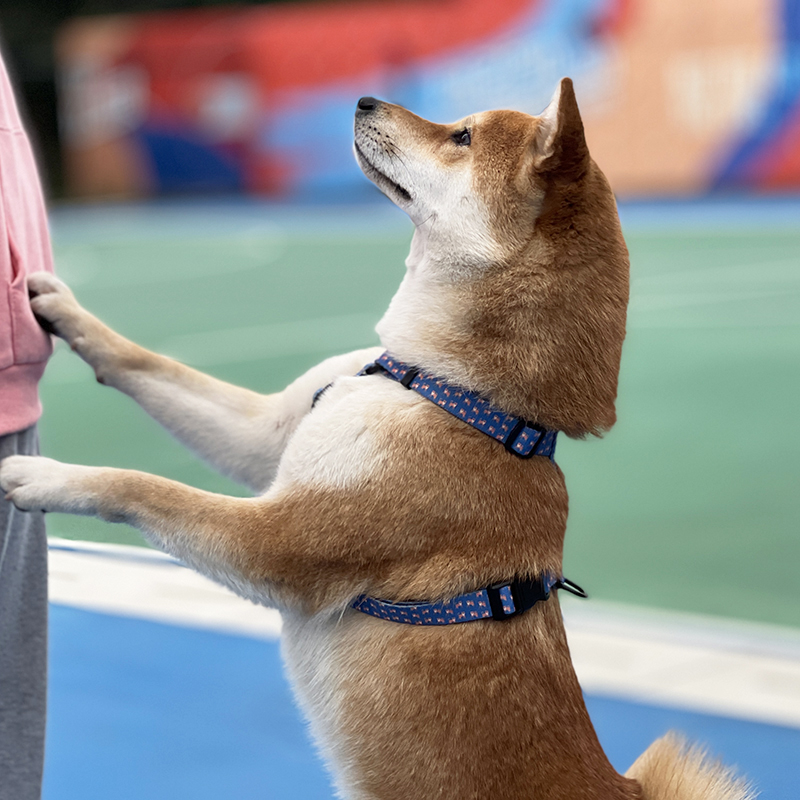 Harnais pour chien à sangle imprimée avec marque privée, harnais de randonnée pour chien, gilet de sécurité 7